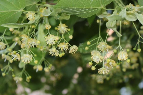 酸橙花.她花是很芳香的.