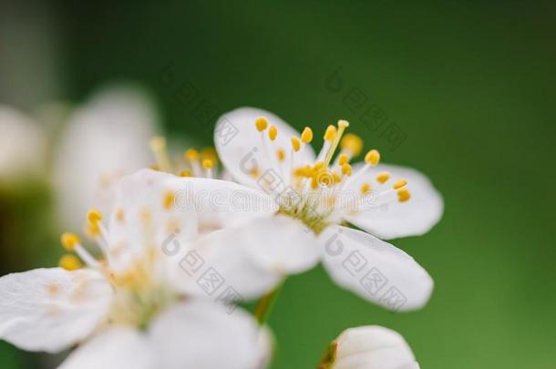 白色的李子树花