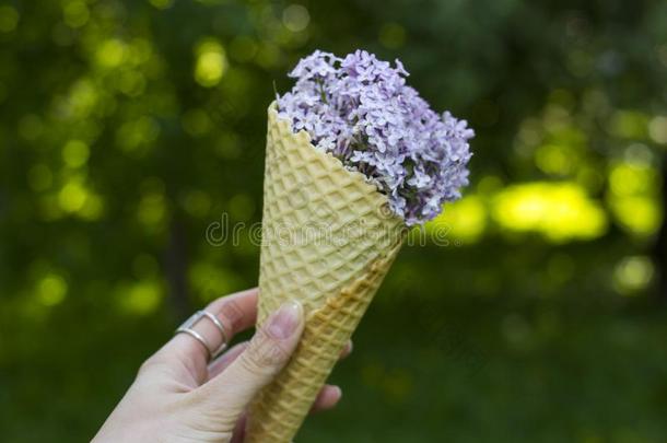 华夫饼冰乳霜圆锥体满的和丁香花属花,观念.冰CostaRica哥斯达黎加