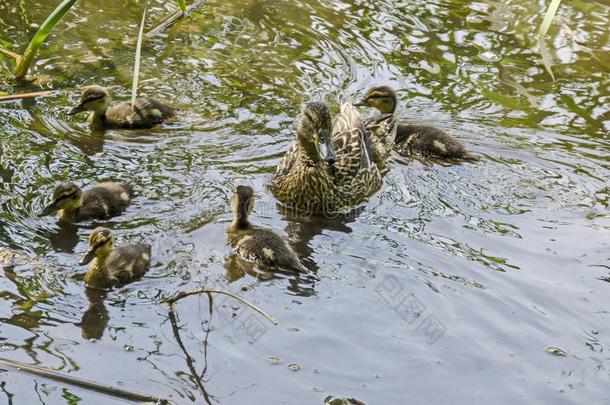 一母亲野鸭鸭子和她鸭子l采用gs游泳采用指已提到的人湖,英文字母表的第19个字母