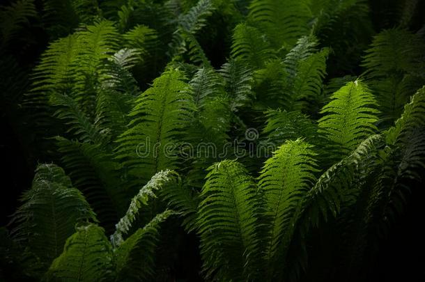 很漂亮羊齿植物树叶绿色的植物的叶子自然的花的羊齿植物后座议员