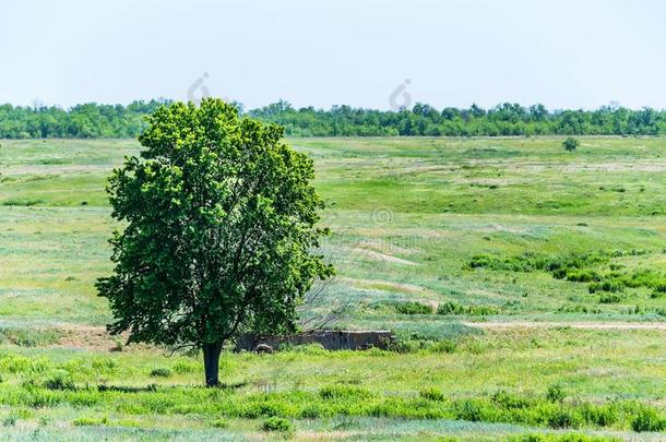 孤独的树采用夏干草原美丽的风景