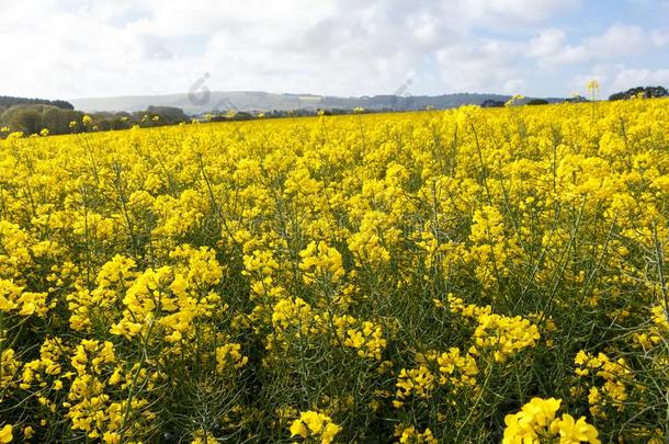 田关于加拿大油菜采用布列塔尼