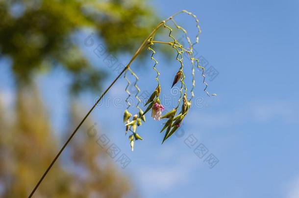 漂亮的极小的花关于泰利雅Geniculata,也大家知道的同样地指已提到的人弯曲的alii其他人