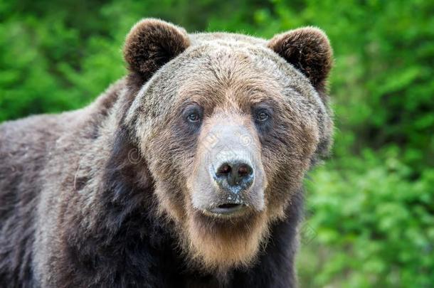 棕色的熊熊属大小熊星座统称肖像采用森林