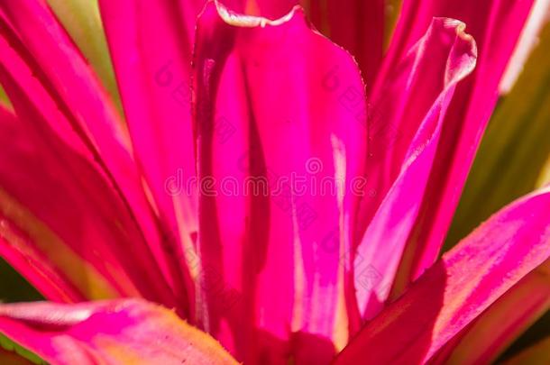 深的粉红色的关于杂种附生凤梨法西亚塔或凤梨科植物菠萝和