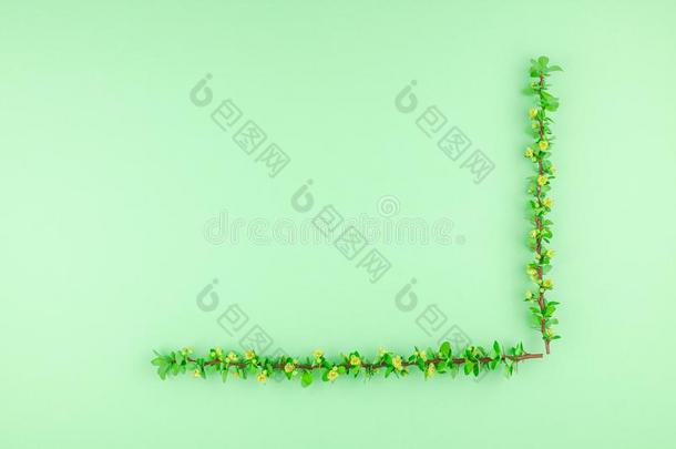颜色纸背景和开花小檗属植物