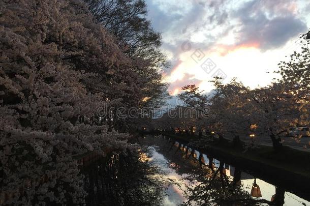 傍晚看法在樱桃花樱花节日在的时候春季