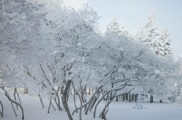 冬森林和树大量的雪.白色的使结冰霜公园园林景观