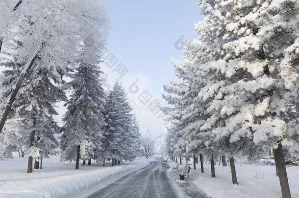 冬森林和树大量的雪.白色的使结冰霜公园<strong>园林景观</strong>