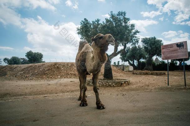 骆驼采用法萨诺阿普利亚区游猎动物园意大利