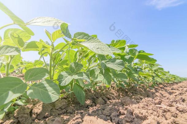 年幼的绿色的大豆植物和大大地树叶种植采用指已提到的人田.