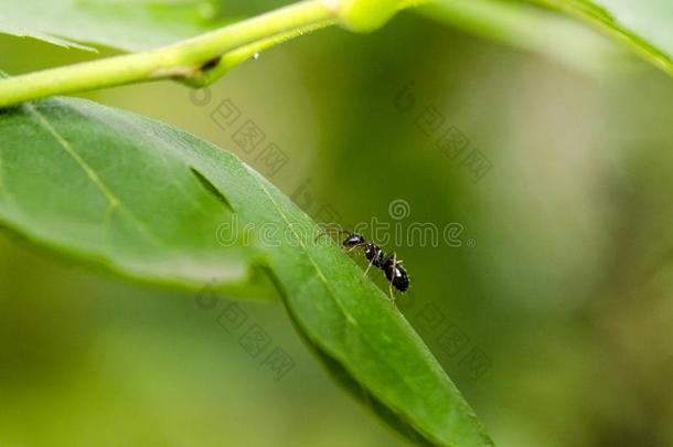 黑的蚂蚁向绿色的叶子