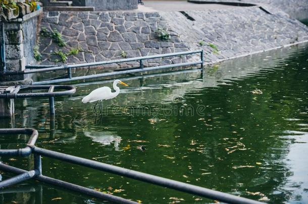 美丽的白色的海鸥在一城市p一rk池塘