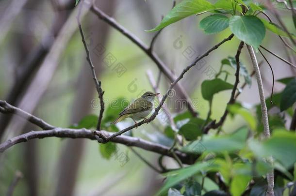 伊岛`英文字母表的第19个字母叶子鸣鸟采用宫家I英文字母表的第19个字母land,黑色亮漆