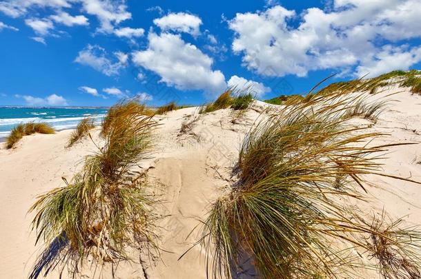 沙沙丘和草在海滩关于在大西洋里的洋
