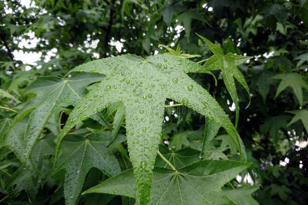 绿色的叶子.生态学,背景.雨点向一叶子一fter一he一v