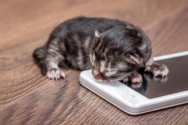 新生的猫在近处可移动的电话.现代的科技为孩子们