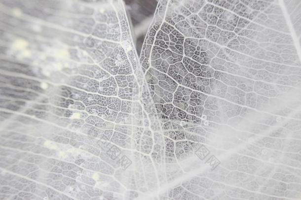 宏指令结构白色的微妙的骨骼化叶子关于无花果属植物无花果属植物