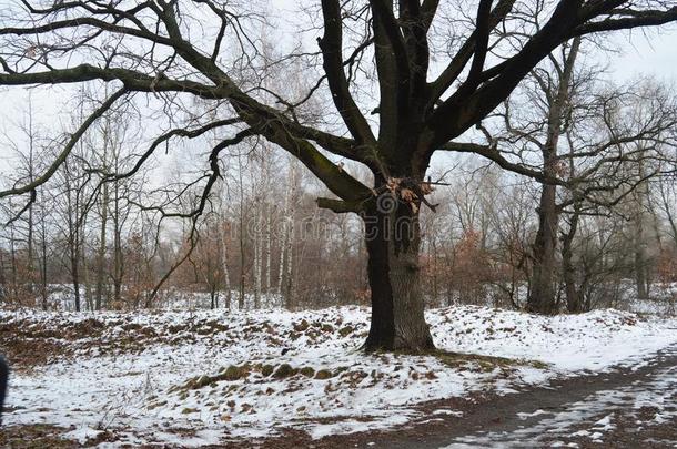 指已提到的人绿叶蔬菜在下面指已提到的人雪1