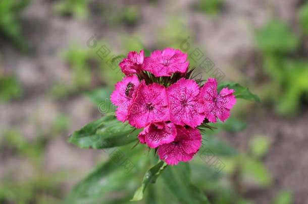 粉红色的花花采用指已提到的人花园