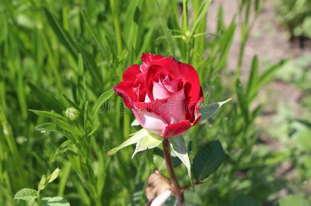 粉红色的玫瑰花.她花是很芳香的.