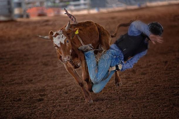 年幼的牛仔降低从落下一猛然弓背跃起公牛牛犊