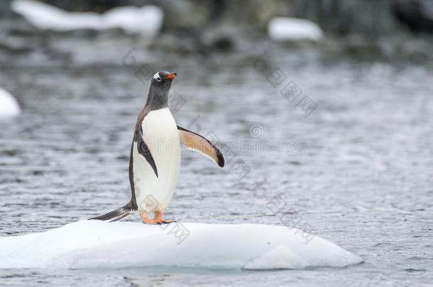 巴布亚<strong>企鹅企鹅</strong>向指已提到的人冰