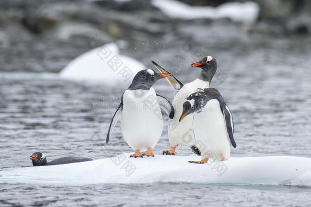 巴布亚企鹅企鹅向指已提到的人冰