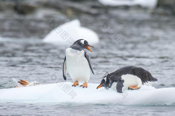 巴布亚企鹅企鹅向指已提到的人冰