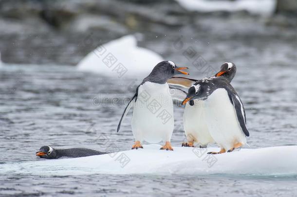 巴布<strong>亚</strong>企鹅企鹅向指已提到的人冰