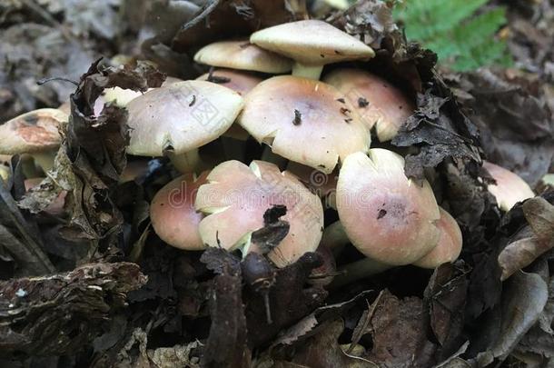 危险的有毒的明亮的蘑菇.隐藏的危险