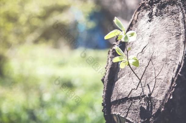 年幼的<strong>植物</strong>生长的从老的木材树<strong>树桩</strong>.