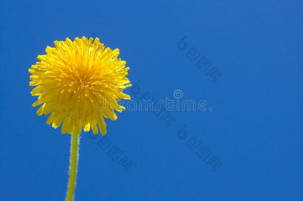 盛开的黄色的<strong>蒲公英</strong>花