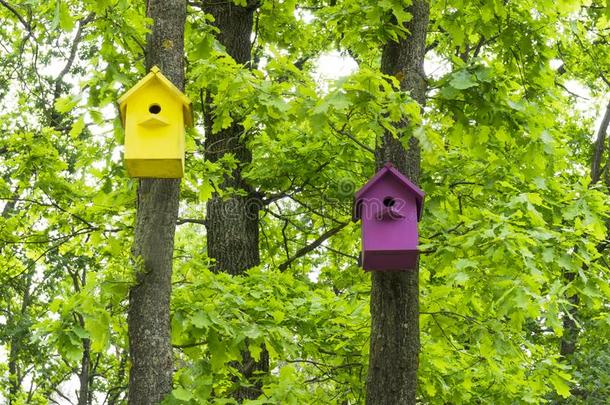 两个富有色彩的小鸟笼向树采用指已提到的人spr采用g森林