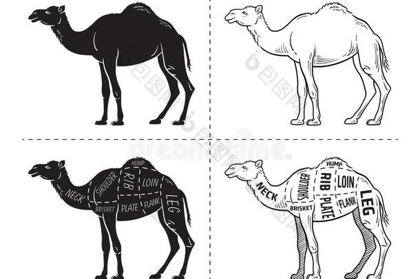将切开关于骆驼放置.海报屠夫图表-沙漠-船.酿酒的