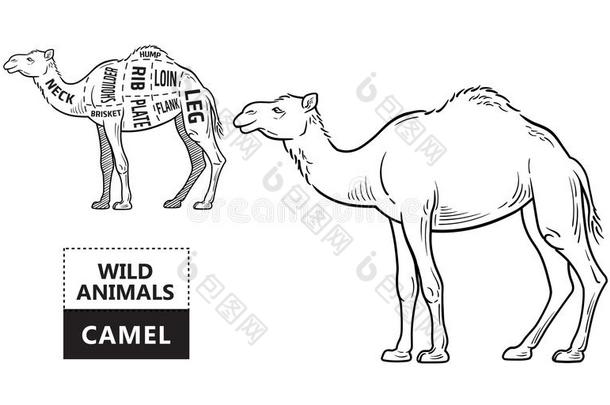将切<strong>开关</strong>于骆驼放置.<strong>海报</strong>屠夫图表-沙漠-船.酿酒的