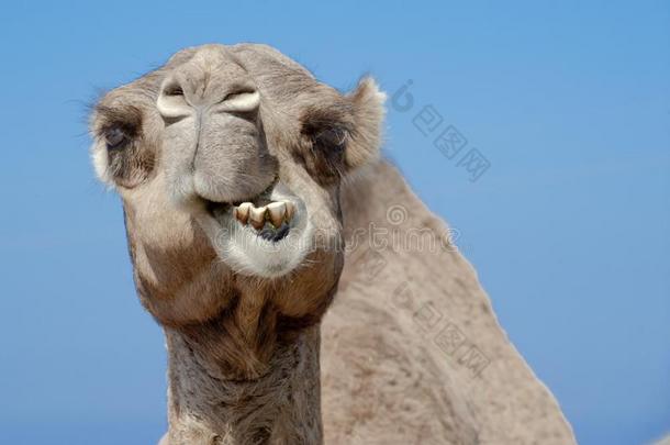有趣的有样子的骆驼采用摩洛哥羊皮革,有趣的单峰骆驼show采用g牙