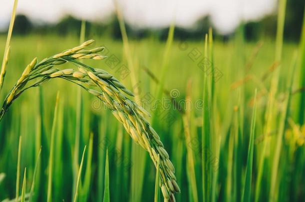 稻稻和稻种子采用指已提到的人农场,有机的稻田和agriculture农业