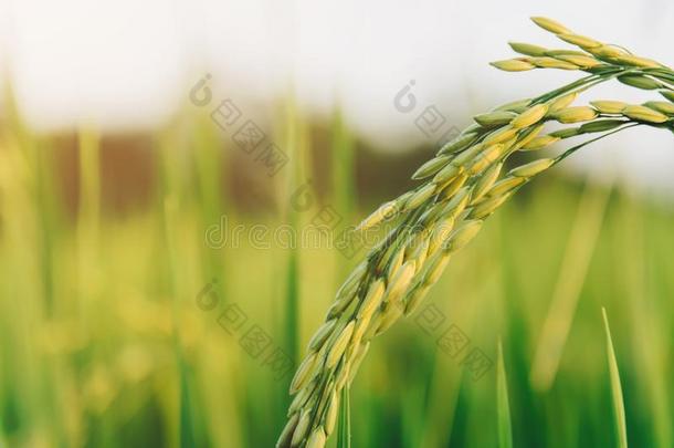 <strong>稻稻</strong>和<strong>稻</strong>种子采用指已提到的人农场,有机的<strong>稻</strong>田和agriculture农业