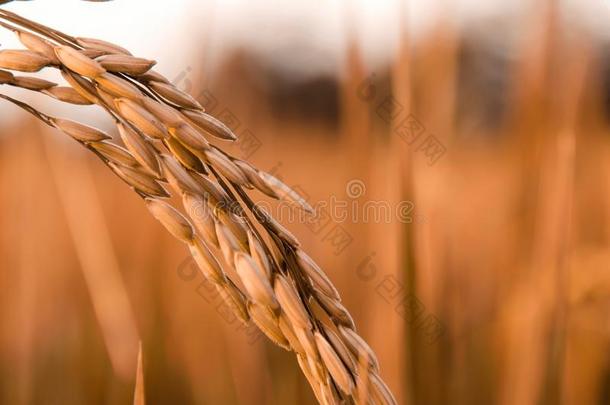<strong>稻稻</strong>和<strong>稻</strong>种子采用指已提到的人农场,有机的<strong>稻</strong>田和agriculture农业