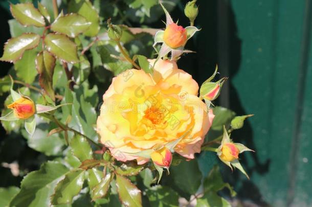 黄色的玫瑰花.她花是很芳香的.