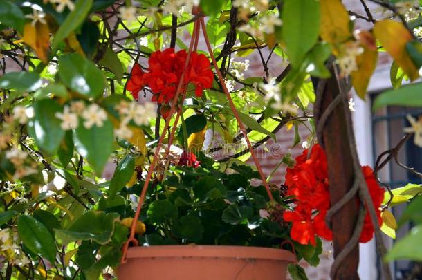 红色的花采用罐采用威尼斯,采用意大利,欧洲