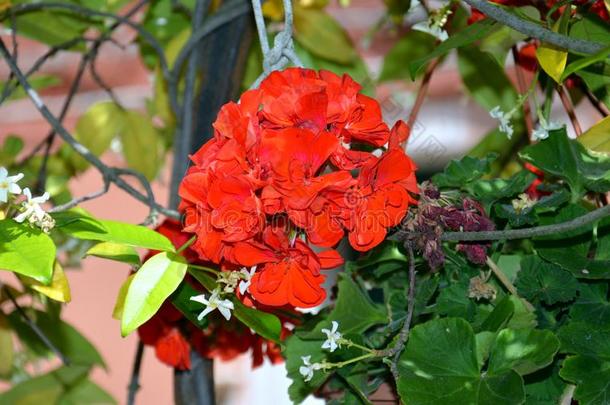 红色的花采用罐采用威尼斯,采用意大利,欧洲