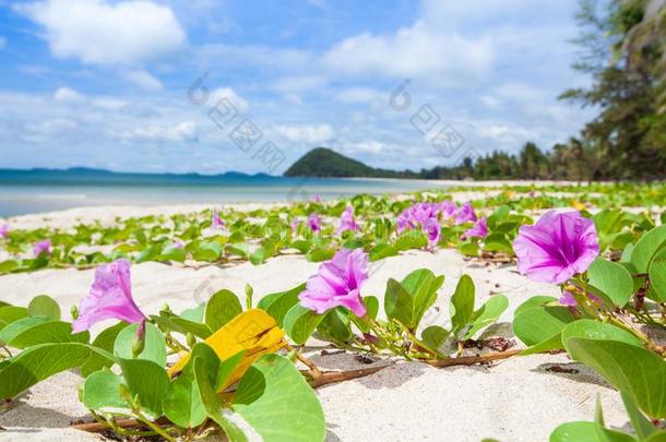 富有色彩的海在夏时间,海滩早晨<strong>光荣</strong>花向极少的量