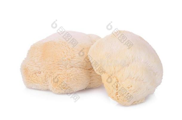 模块上端蘑菇,狮子长鬃毛或阿布希塔克隔离的
