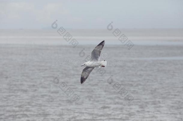 num.一海鸥鸟飞行的越过平原海海岸