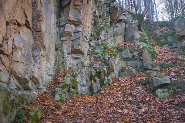 岩石和树在童话式的-喜欢魔力的森林.