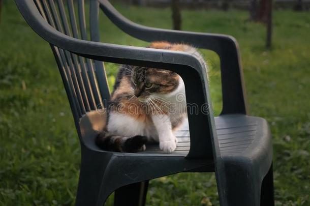 一有色的小猫一次向指已提到的人<strong>塑</strong>料制品椅子为<strong>令</strong>人轻松的