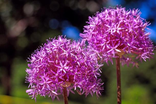 有魅力的<strong>紫色</strong>的波斯的洋葱花采用spr采用g.
